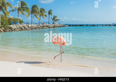 Flamingos am Strand von Aruba. Flamingo beach Stockfoto