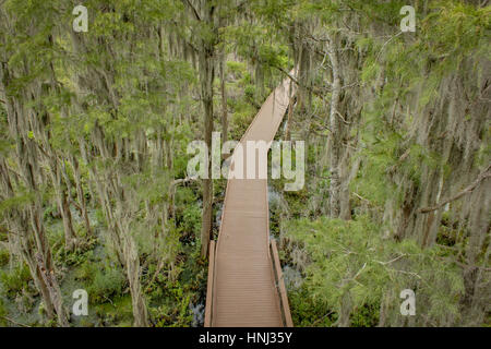 Spanisch Moos Bäume über die Promenade in den Okefenokee Sumpf. Stockfoto
