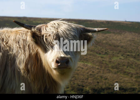 Highland Kuh auf Dartmoor Stockfoto