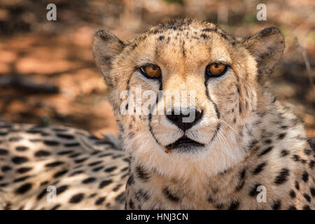 Das Gesicht eines Geparden, starrte auf die Kamera bei einer Rast in Namibia. Stockfoto