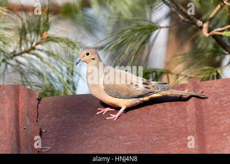 Mourning Dove Stockfoto