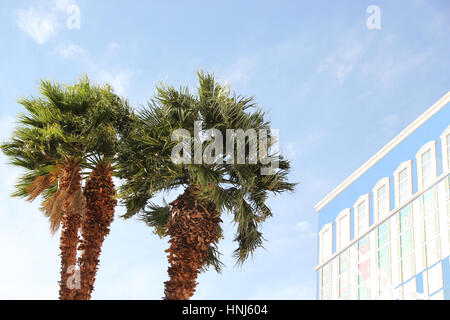 Palmen in der Stadt unter blauem Himmel Stockfoto