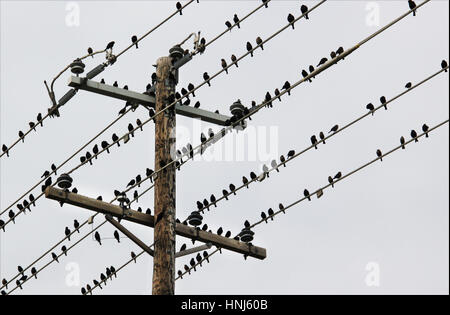 Vögel auf einem Draht Stockfoto