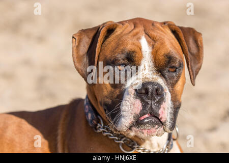 Fawn gestromt deutscher Boxer Headshot Stockfoto