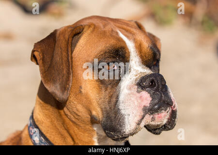 Fawn gestromt deutscher Boxer Headshot Stockfoto