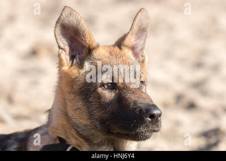 Deutscher Schäferhund-Welpen-Kopf Stockfoto