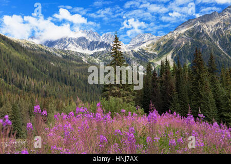 Rogers Pass British Columbia Kanada Stockfoto