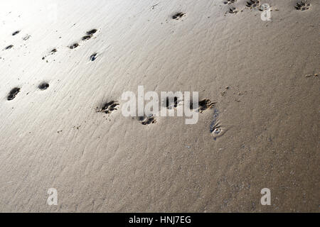 Spuren am Strand. Stockfoto
