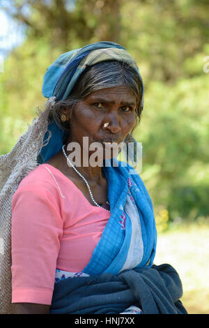 NUWARA ELIA, SRI LANKA - 20 Februar: ethnische berufstätige Frau bei der Ernte des Tees im Bergland von Sri Lanka. Nuwara Eliya auf 20. Februar 2015 Stockfoto