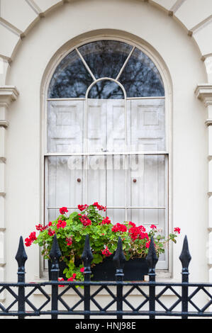 Rote Geranien auf der Fensterbank in Fitzroy Square in London Stockfoto