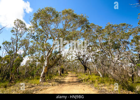 Trekking Pfad zu Baltzer Lookout und Hanging Rock, umgeben von Eukalyptusbäumen, Blue Mountains Stockfoto