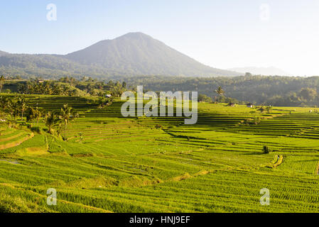 berühmten Reisterrassen von Jatiluwih, UNESCO-Weltkulturerbe, Bali, Indonesien Stockfoto