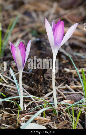 Rosa und weiß blühenden Form der frühen Blüte Zwerg Krokus, Crocus Tommasinianus var roseus Stockfoto