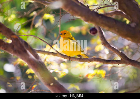 Safran Finch Vogel, auch bekannt als Canario da terra Stockfoto