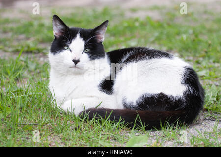 Schwarz-weiße Katze mit grünen Augen im Freien auf dem Rasen Stockfoto