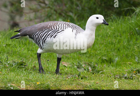 Upland Goose (Magellan Goose) Männchen im Torres del Paine Nationalpark, Chile. Chloephaga picta Stockfoto