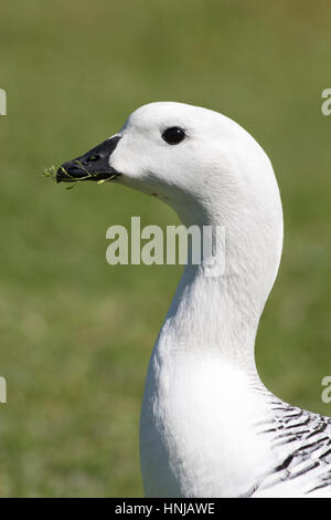 Männer der Upland Goose (Magellan Goose) im Nationalpark Torres del Paine (Chloephaga picta) Stockfoto