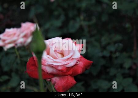 rosa Rose in voller Blüte Stockfoto