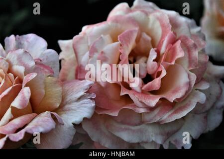 zwei blühende rosa Rosen Stockfoto
