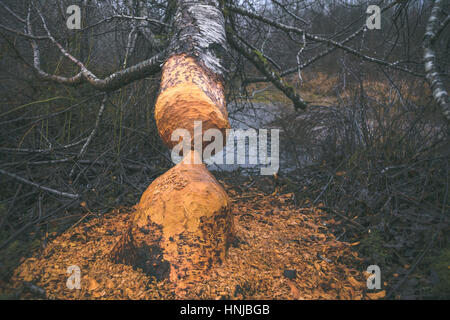 Nachweis der Biber Aktivität stauen Stockfoto