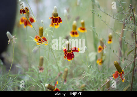 Große Fläche der Sonnenhut wächst in einem Blumenbeet Stockfoto