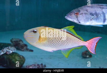 Red Tail Drückerfisch Xanthichthys Mento befinden sich in Mexiko und sind territorial. Stockfoto