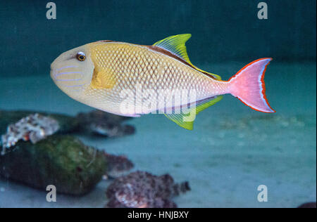 Red Tail Drückerfisch Xanthichthys Mento befinden sich in Mexiko und sind territorial. Stockfoto