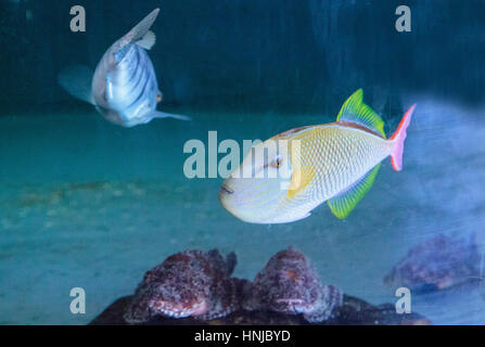 Red Tail Drückerfisch Xanthichthys Mento befinden sich in Mexiko und sind territorial. Stockfoto