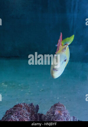 Red Tail Drückerfisch Xanthichthys Mento befinden sich in Mexiko und sind territorial. Stockfoto