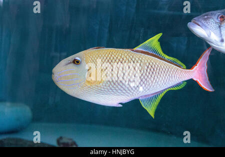 Red Tail Drückerfisch Xanthichthys Mento befinden sich in Mexiko und sind territorial. Stockfoto