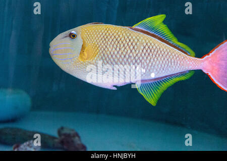 Red Tail Drückerfisch Xanthichthys Mento befinden sich in Mexiko und sind territorial. Stockfoto