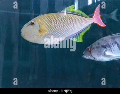 Red Tail Drückerfisch Xanthichthys Mento befinden sich in Mexiko und sind territorial. Stockfoto