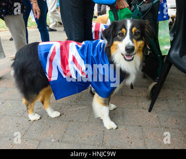 Australian Shepherd Hund Teilnahme an der 2017 Australia Day Parade, eine australische Flagge tragen Fell, Berrima, New-South.Wales, Australien Stockfoto