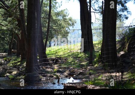 Draht-Zaun suchen sehr fehl am Platz in herrlicher Fluss Einstellung Australien Stockfoto