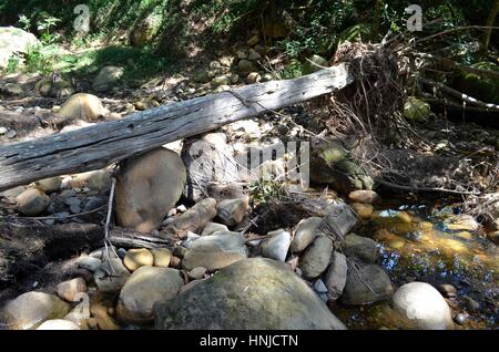 Umgestürzten Baum bildet Brücke über Fluss im australischen Buschland Stockfoto