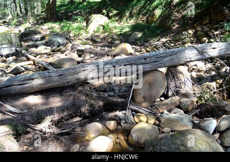 Umgestürzten Baum bildet Brücke über Fluss im australischen Buschland Stockfoto