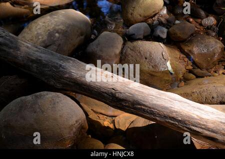 Umgestürzter Baum über einen Fluss bildet eine natürliche Brücke Stockfoto