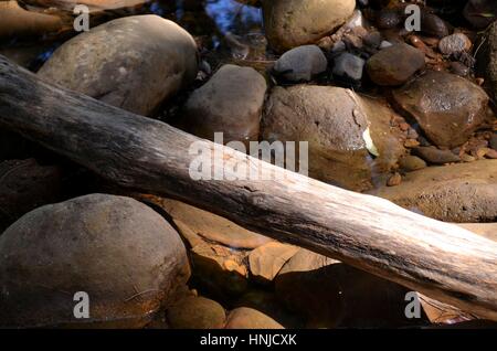 Umgestürzter Baum über einen Fluss bildet eine natürliche Brücke Stockfoto