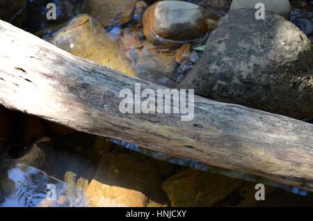 Umgestürzter Baum über einen Fluss bildet eine natürliche Brücke Stockfoto