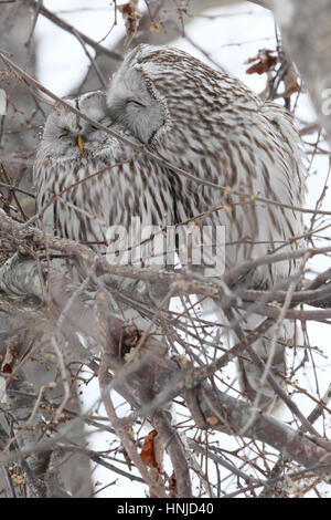 Paar der Habichtskauz (Strix Uralensis Japonica), zusammengekauert in einem winterlichen Baum, Hokkaido, Japan. Männlich (rechts) ist das Weibchen putzen. Stockfoto