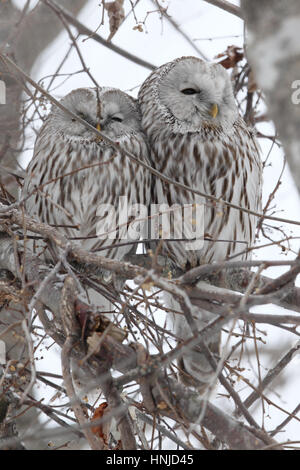 Paar der Habichtskauz (Strix Uralensis Japonica), zusammengekauert in einem winterlichen Baum, Hokkaido, Japan. Stockfoto