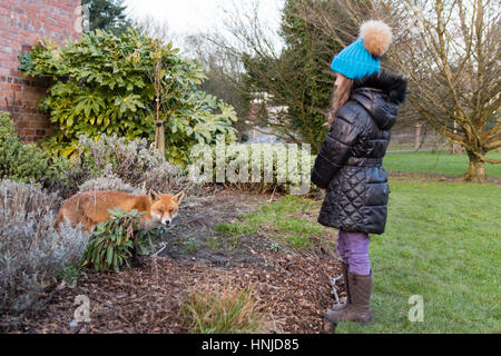 Urban Fuchs neben jungen Kind im Park, während des Tages. Hungrige lahm Tier sucht Essen am Nachmittag im Bute Park, Cardiff, Wales, UK Stockfoto