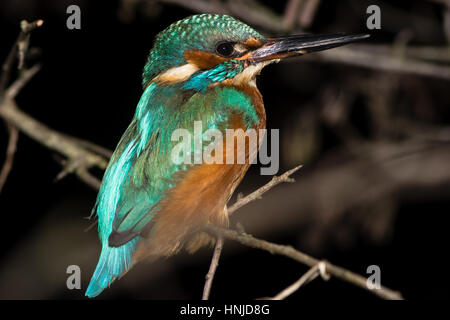 Eisvogel (Alcedo Atthis) hocken auf Ast in der Nacht, in der Familie Alcedinidae Schlafplatz auf Erle am Ufer des Flusses, auf schwarzem Hintergrund isoliert Stockfoto