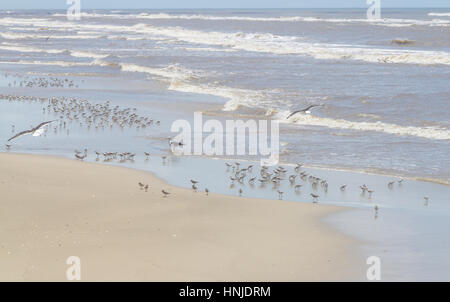 Möwe und Sanderlinge ruhen in Tavares Strand mit Wellen im Hintergrund Stockfoto