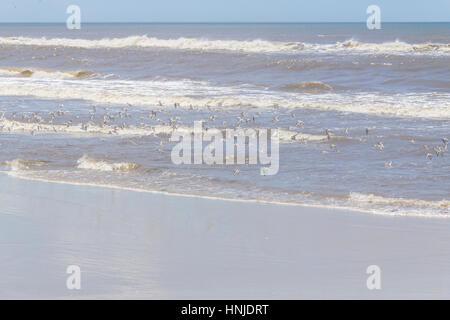 Sanderlinge ruhen in Tavares Strand mit Wellen im Hintergrund Stockfoto