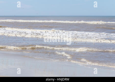 Sanderlinge ruhen in Tavares Strand mit Wellen im Hintergrund Stockfoto