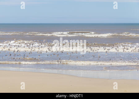 Sanderlinge ruhen in Tavares Strand mit Wellen im Hintergrund Stockfoto