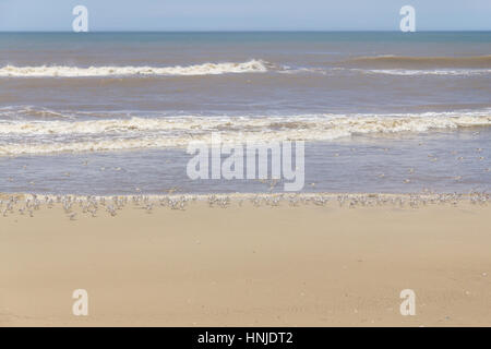 Sanderlinge ruhen in Tavares Strand mit Wellen im Hintergrund Stockfoto