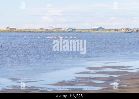 Chilenische Flamingo in Lagoa Peixe See Stockfoto