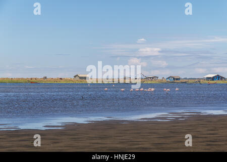 Chilenische Flamingo in Lagoa Peixe See Stockfoto